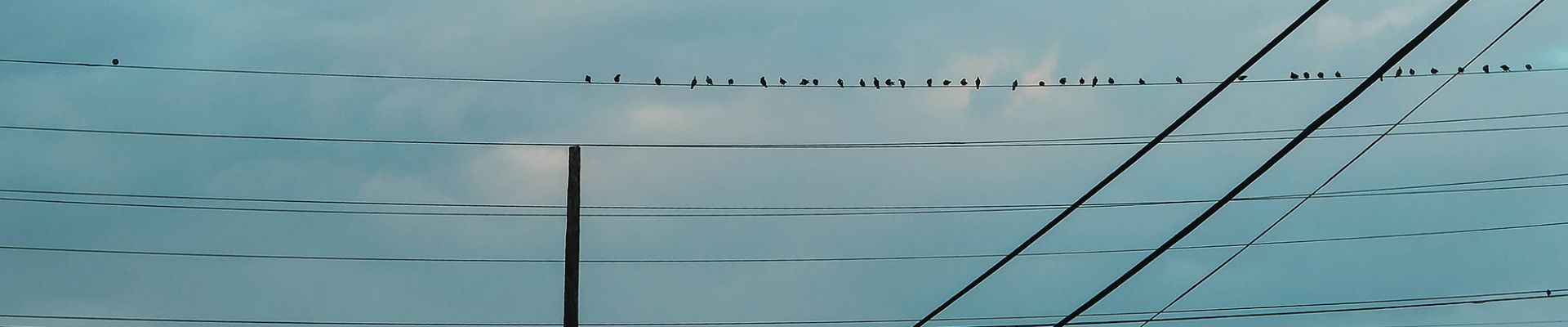 Marktkommunikation - Vögel auf Stromleitung